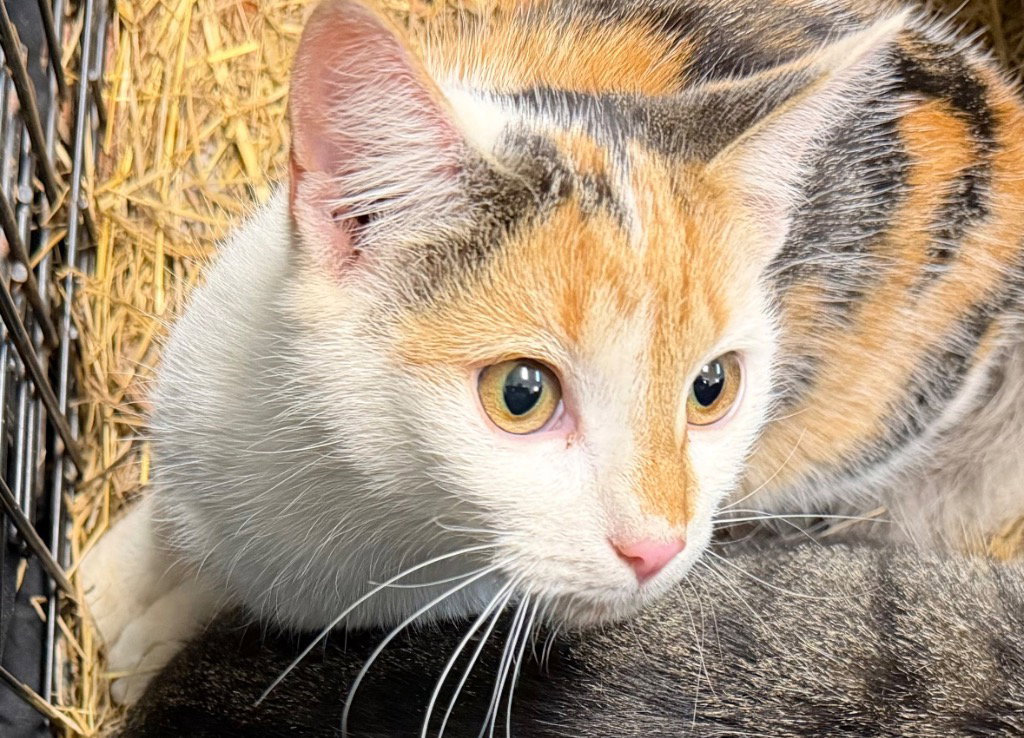 Missy, photo 2