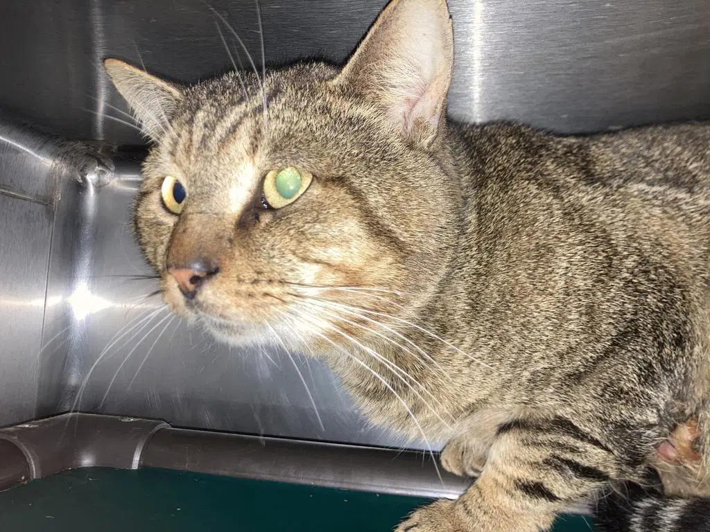 Lurch - Domestic Short Hair
