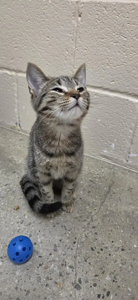 Protractor - Domestic Short Hair