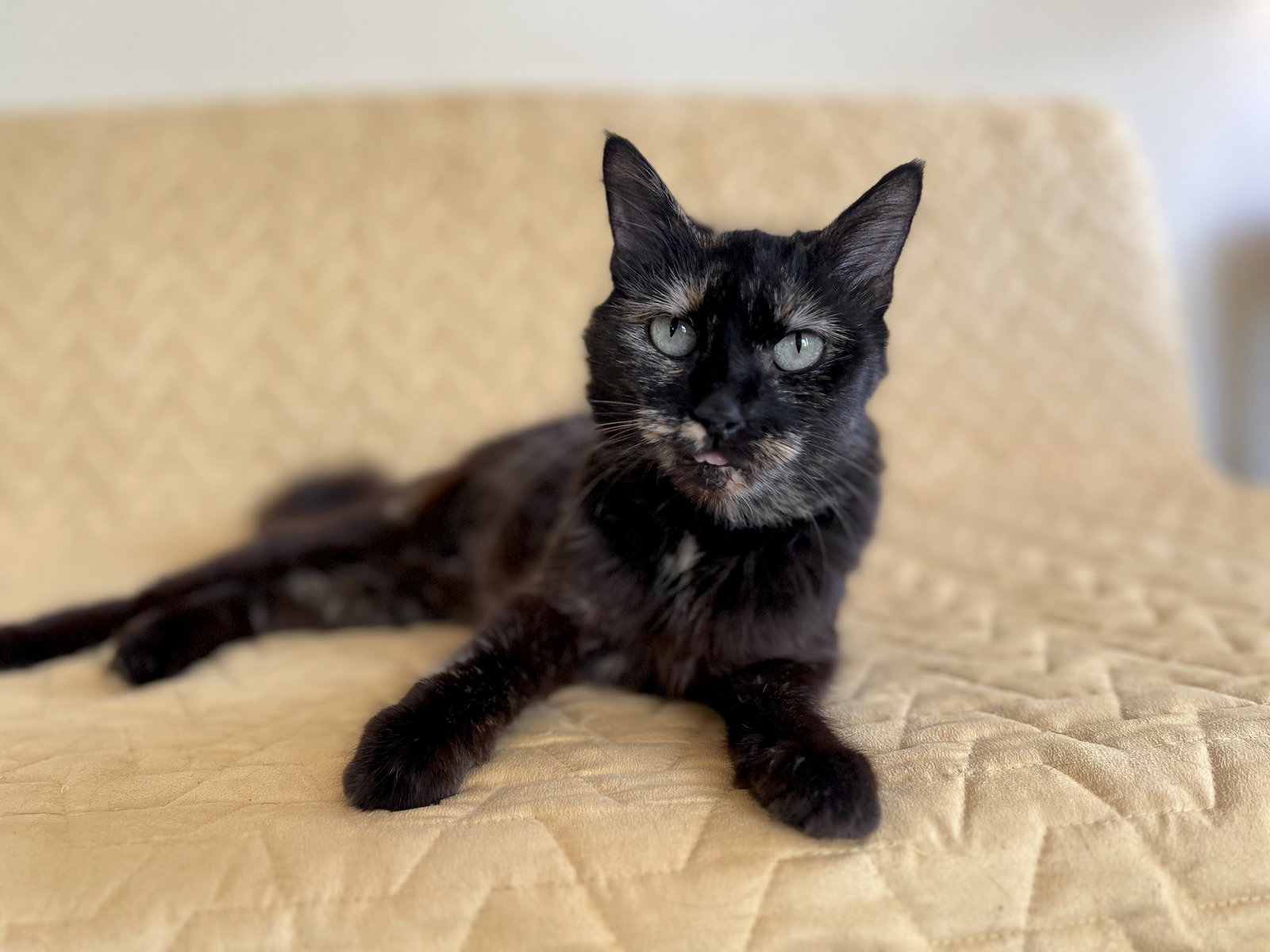 Cat adoption in Savannah, GA 31405 Domestic Medium Hair (medium coat