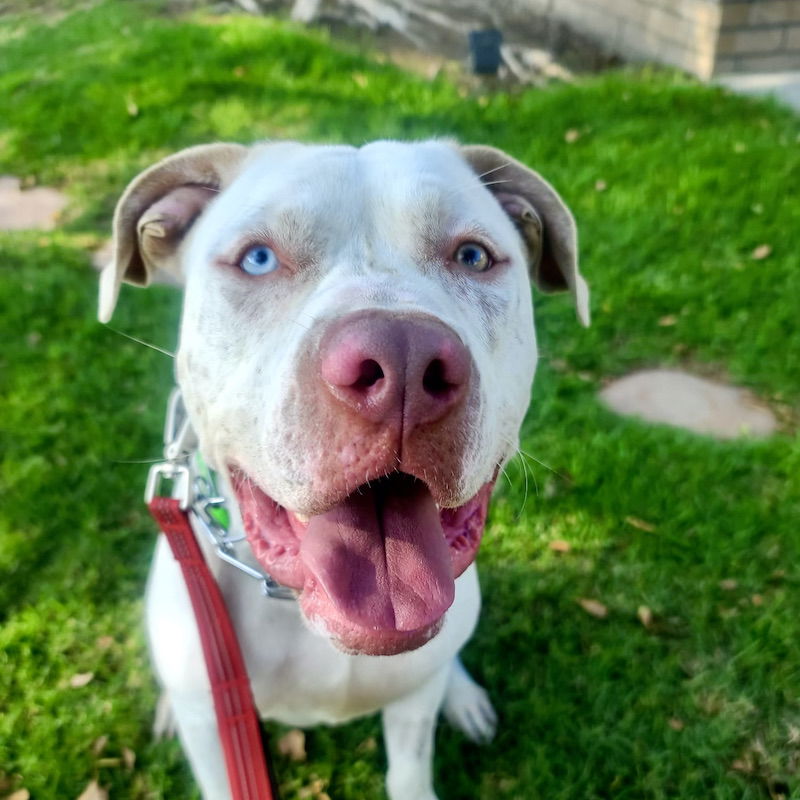 adoptable Dog in San Juan Capistrano, CA named Buddy