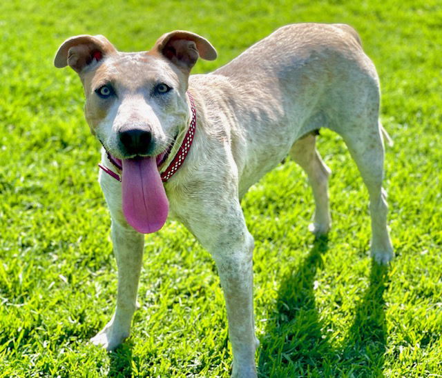 adoptable Dog in San Juan Capistrano, CA named Sandy