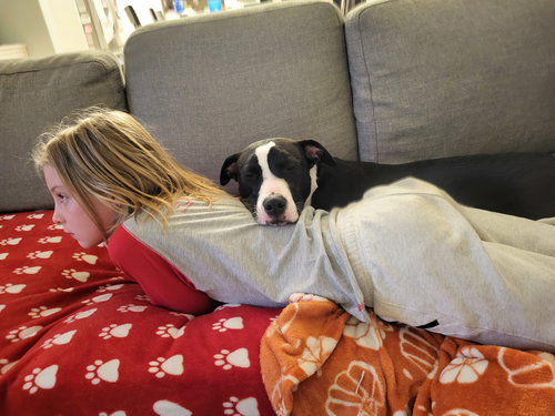 WEDGE - American Staffordshire Terrier available for adoption