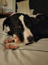 Wedge - Photo 5
