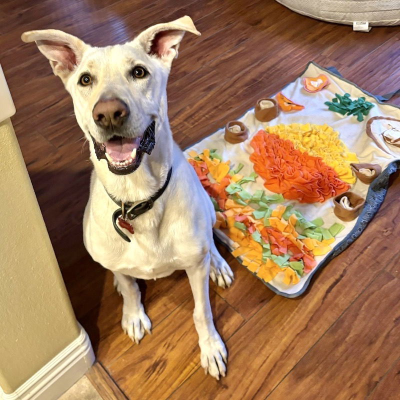 adoptable Dog in San Juan Capistrano, CA named Leo