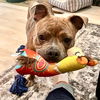 adoptable Dog in San Juan Capistrano, CA named Lucy