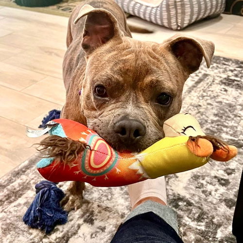 picture of the dog needing adoption
