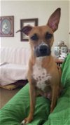 adoptable Dog in san juan capistrano, CA named Kalia