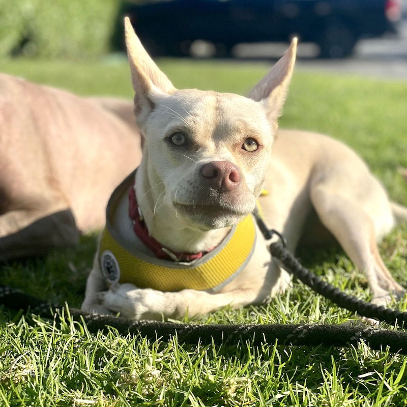 adoptable Dog in San Juan Capistrano, CA named Nyla