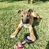 adoptable Dog in san juan capistrano, CA named Dillon