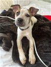 adoptable Dog in san juan capistrano, CA named Banjo