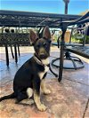 adoptable Dog in san juan capistrano, CA named Bart