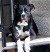 adoptable Dog in san juan capistrano, CA named Apollo