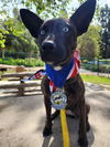 adoptable Dog in San Juan Capistrano, CA named Rain