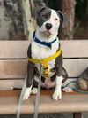adoptable Dog in  named Kai