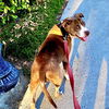 adoptable Dog in san juan capistrano, CA named Bebe