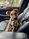 adoptable Dog in  named Sally