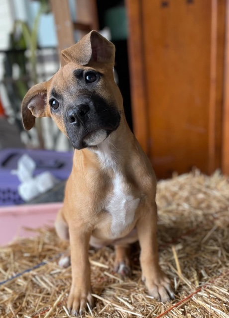 SALLY - Shepherd available for adoption