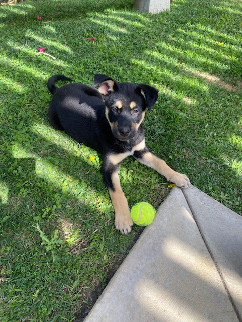 CASSIE - Shepherd available for adoption