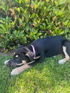 Cassie - Photo 4