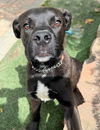 adoptable Dog in  named Sammy