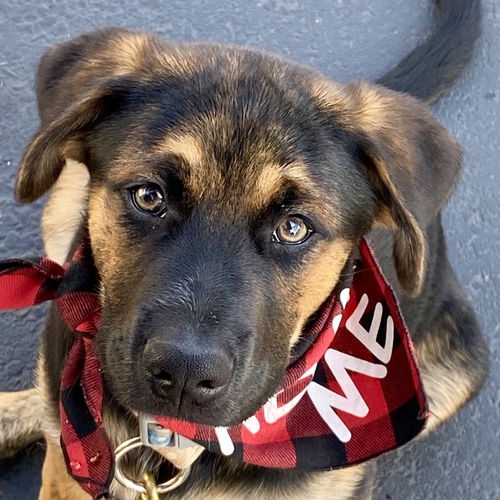 picture of the dog needing adoption