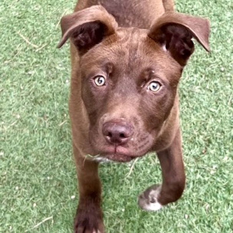 adoptable Dog in San Juan Capistrano, CA named Charlie Brown