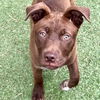 adoptable Dog in san juan capistrano, CA named Charlie Brown