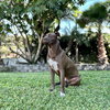 Charlie Brown - Photo 1