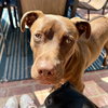 Charlie Brown - Photo 2