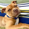 adoptable Dog in  named Max
