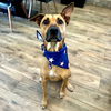 adoptable Dog in San Juan Capistrano, CA named Javier