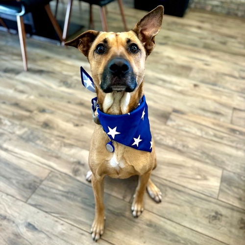 picture of the dog needing adoption