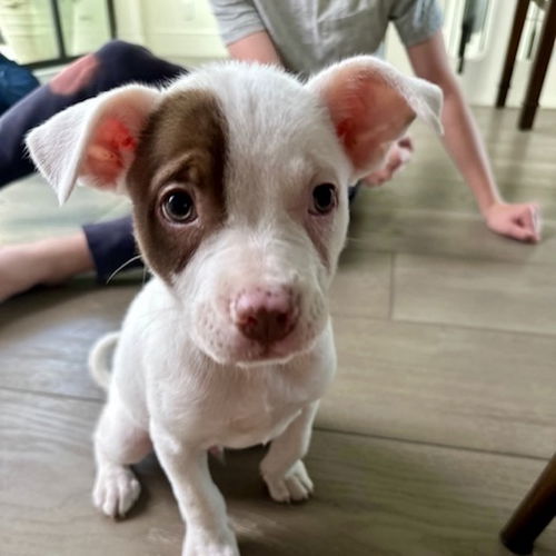 picture of the dog needing adoption