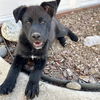 adoptable Dog in  named Moose