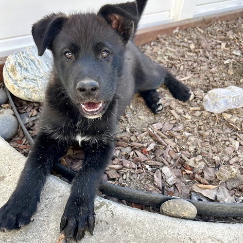 picture of the dog needing adoption