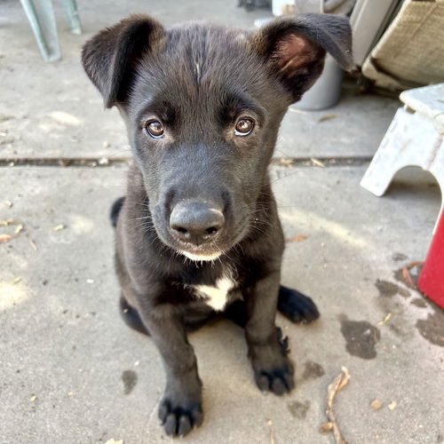 picture of the dog needing adoption