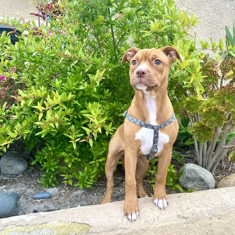 Amber - American Staffordshire Terrier