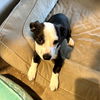 adoptable Dog in  named Scottie