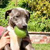 Scottie - Photo 6