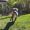 Scottie - Photo 9