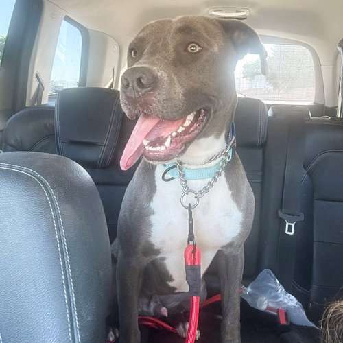SCOTTIE - Staffordshire Bull Terrier / Labrador Retriever available for adoption