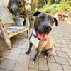 adoptable Dog in San Juan Capistrano, CA named Scottie