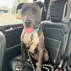 Scottie - Photo 11