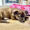 adoptable Dog in  named Pippa