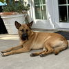 adoptable Dog in  named Clever