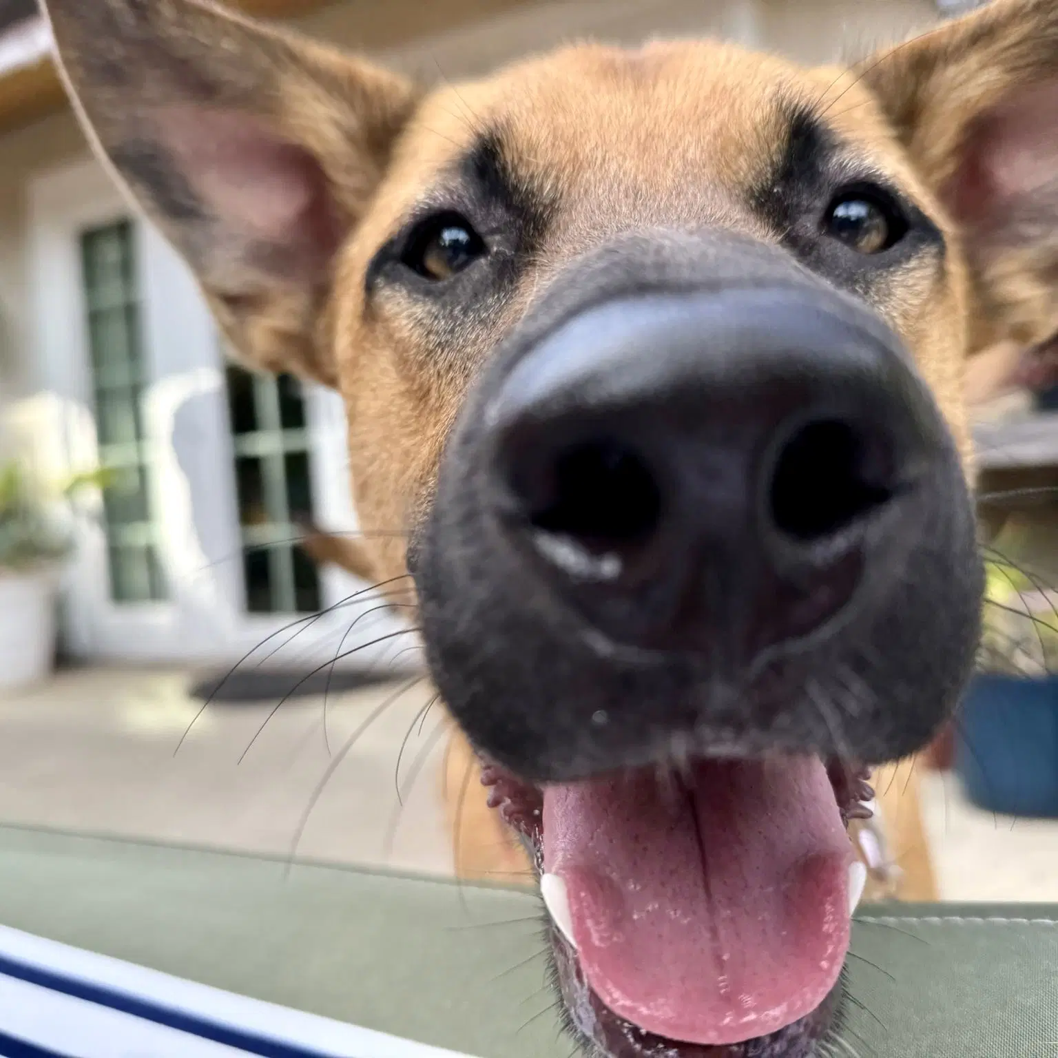 Clever - Dutch Shepherd