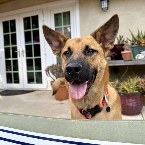 CLEVER - Dutch Shepherd available for adoption