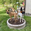 Clever - Photo 9