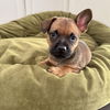 adoptable Dog in san juan capistrano, CA named Charlie